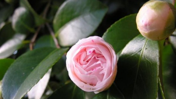 Η καμέλια εκσπερματώνει όπως ο άνθρωπος!!!